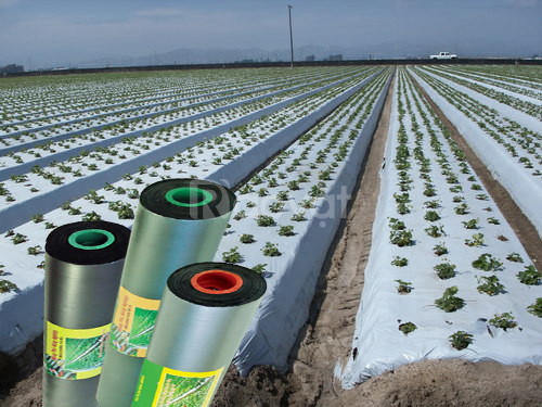 màng phủ nông nghiệp 2m x 400m x 14mic